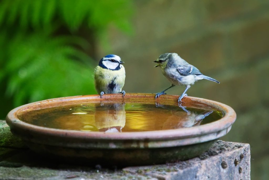 conversation, talk, bird