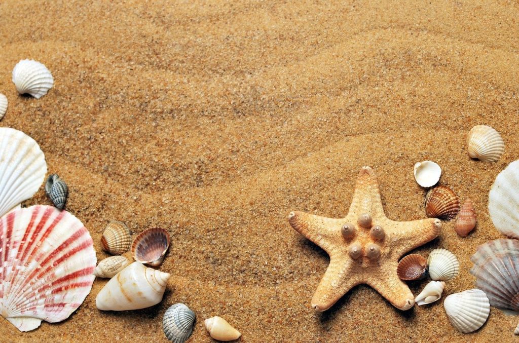 seashells, sand, beach